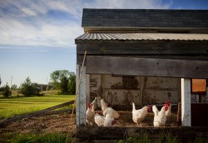 ChickenAppreciationSociety-ChickenCoop