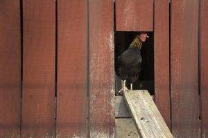 ChickenAppreciationSociety-ChickenCoop