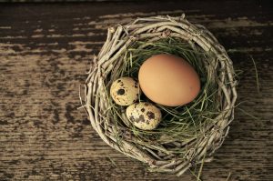 ChickenAppreciationSociety-Nesting
