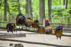 ChickenAppreciationSociety-ChickenCoop