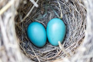 ChickenAppreciationSociety-Nesting