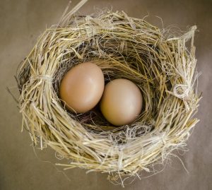 ChickenAppreciationSociety-Nesting