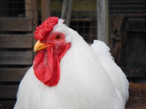 ChickenAppreciationSociety-Chicken