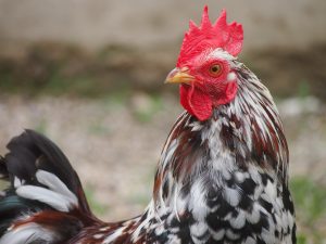 ChickenAppreciationSociety-Chicken