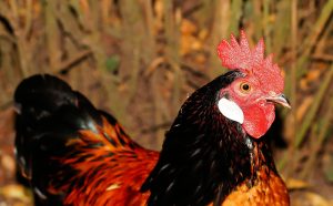 ChickenAppreciationSociety-Chicken