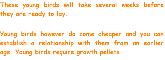 These young birds will take several weeks before they are ready to lay.  

Young birds however do come cheaper and you can establish a relationship with them from an earlier age. Young birds require growth pellets.
