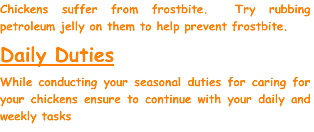 Chickens suffer from frostbite.  Try rubbing petroleum jelly on them to help prevent frostbite.
Daily Duties
While conducting your seasonal duties for caring for your chickens ensure to continue with your daily and weekly tasks