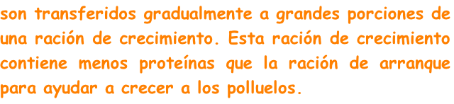 son transferidos gradualmente a grandes porciones de una ración de crecimiento. Esta ración de crecimiento contiene menos proteínas que la ración de arranque para ayudar a crecer a los polluelos.